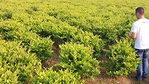 优发国际园金身女贞球