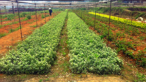 优发国际园金边黄杨苗