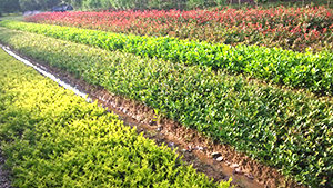 优发国际园种种小苗