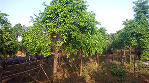 优发国际园红豆杉