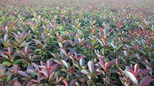 优发国际山庄苗木基地红继木小苗