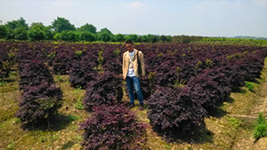 优发国际山庄苗木基地红继木球