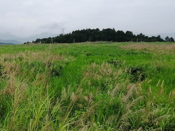 矿区污染园地生态修复