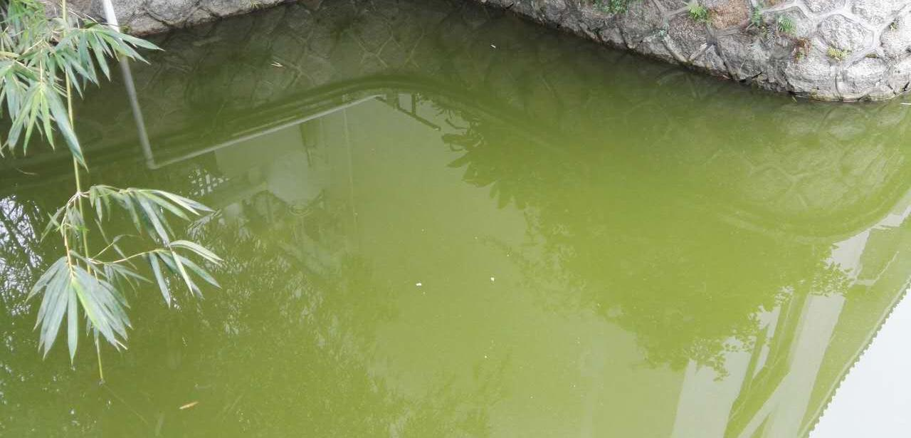 深圳市香密湖治理处内湖生态治理