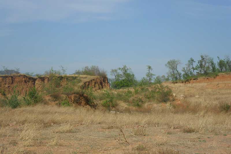 常宁万亩荒山废山生态修复工业化新模式——万亩油茶基地