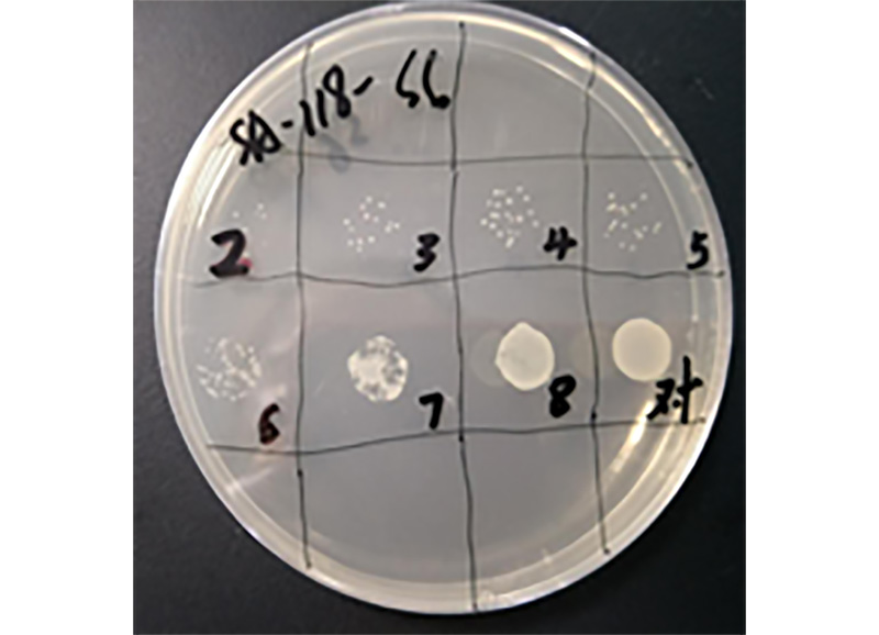 研发立异，我们一直在路上||一株高裂解率噬菌体沙门氏菌噬菌体的疏散及其应用