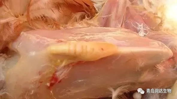 鸡滑液囊支原体病症状鸡滑液囊支原体病症状2鸡滑液囊支原体病症状